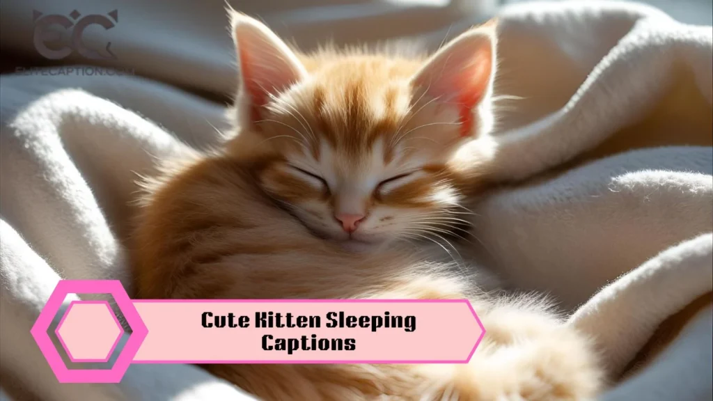 Cute Kitten Sleeping Captions