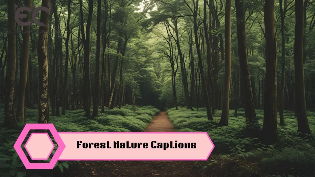 Forest Nature Captions
