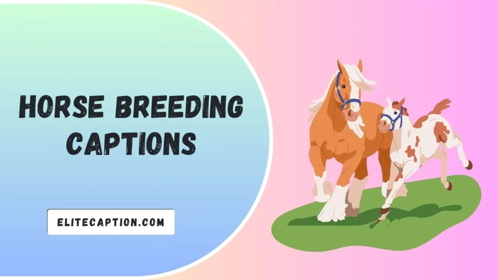 Horse Breeding Captions