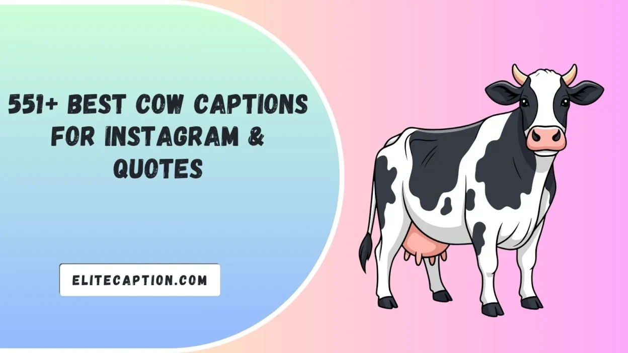 Best Cow Captions For Instagram & Quotes