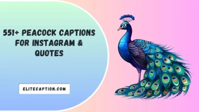 Peacock Captions For Instagram & Quotes